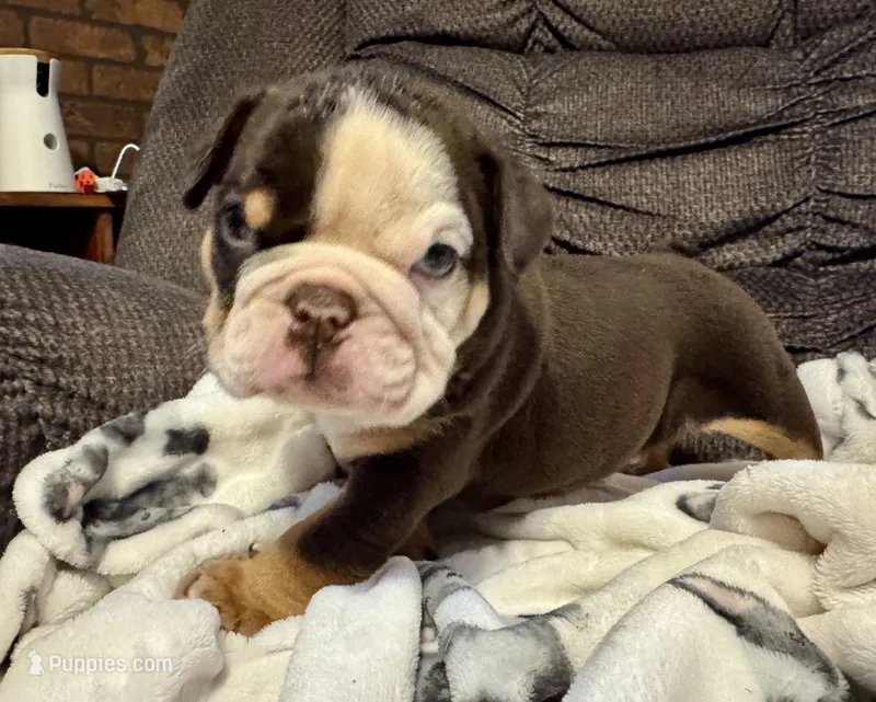 Reeses – English Bulldog puppy for sale in Hinton, IA