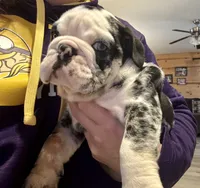 Sheldon, a male English Bulldog for sale in Hinton, IA – Photo 1 of 10