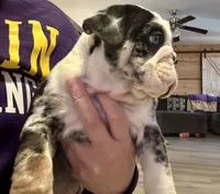 Sheldon, a male English Bulldog for sale in Hinton, IA – Photo 2 of 10