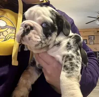 Sheldon, a male English Bulldog for sale in Hinton, IA – Photo 4 of 10