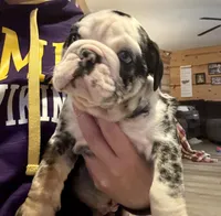 Sheldon, a male English Bulldog for sale in Hinton, IA – Photo 5 of 10