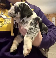 Sheldon, a male English Bulldog for sale in Hinton, IA – Photo 6 of 10