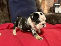 Sheldon, a male English Bulldog for sale in Hinton, IA – Photo 9 of 10