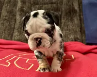 Sheldon, a male English Bulldog for sale in Hinton, IA – Photo 8 of 10