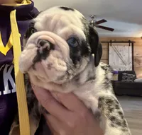 Sheldon, a male English Bulldog for sale in Hinton, IA – Photo 3 of 10