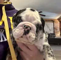 Sheldon, a male English Bulldog for sale in Hinton, IA – Photo 7 of 10