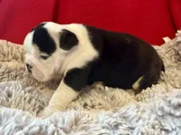  Velma, a female English Bulldog for sale in Hinton, IA – 5 of 7