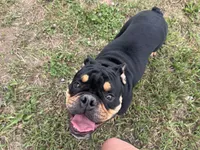 Rubble, a male English Bulldog for sale in Hinton, IA – 6 of 8