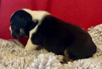 Fred, a male English Bulldog for sale in Hinton, IA – 5 of 10
