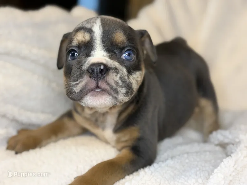 Armani – English Bulldog puppy for sale in Hinton, IA