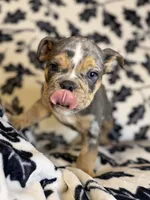 Versace, a male English Bulldog for sale in Hinton, IA – 4 of 10