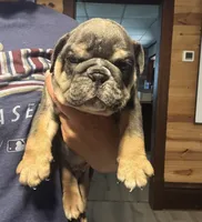 Rafael, a male English Bulldog for sale in Hinton, IA – 8 of 8