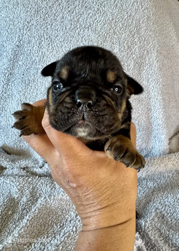 Michelangelo – English Bulldog puppy for sale in Hinton, IA