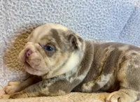 Gucci, a male English Bulldog for sale in Hinton, IA – 3 of 10