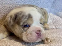 Gucci, a male English Bulldog for sale in Hinton, IA – 5 of 10