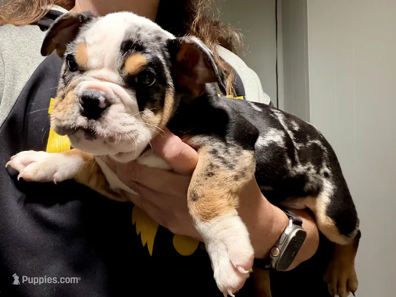 Skittles – English Bulldog puppy on hold in Hinton, IA