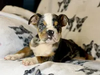 Skittles, a female English Bulldog for sale in Hinton, IA – 2 of 8