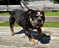 Studding Out, a male English Bulldog for sale in Hinton, IA – 2 of 3