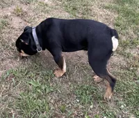 Rubble, a male English Bulldog for sale in Hinton, IA – 3 of 8
