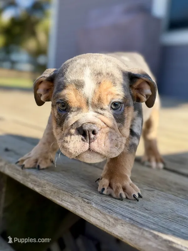 Versace – English Bulldog puppy for sale in Hinton, IA