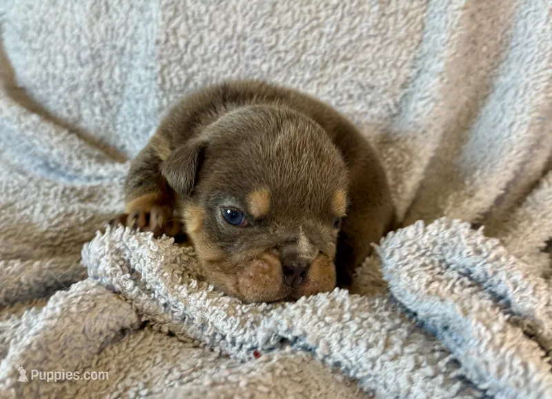 Leonardo – English Bulldog puppy for sale in Hinton, IA