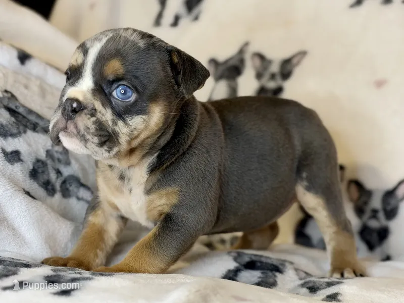 Armani – English Bulldog puppy for sale in Hinton, IA