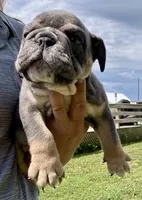Rafael, a male English Bulldog for sale in Hinton, IA – 2 of 8