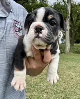 Fred, a male English Bulldog for sale in Hinton, IA – 5 of 7