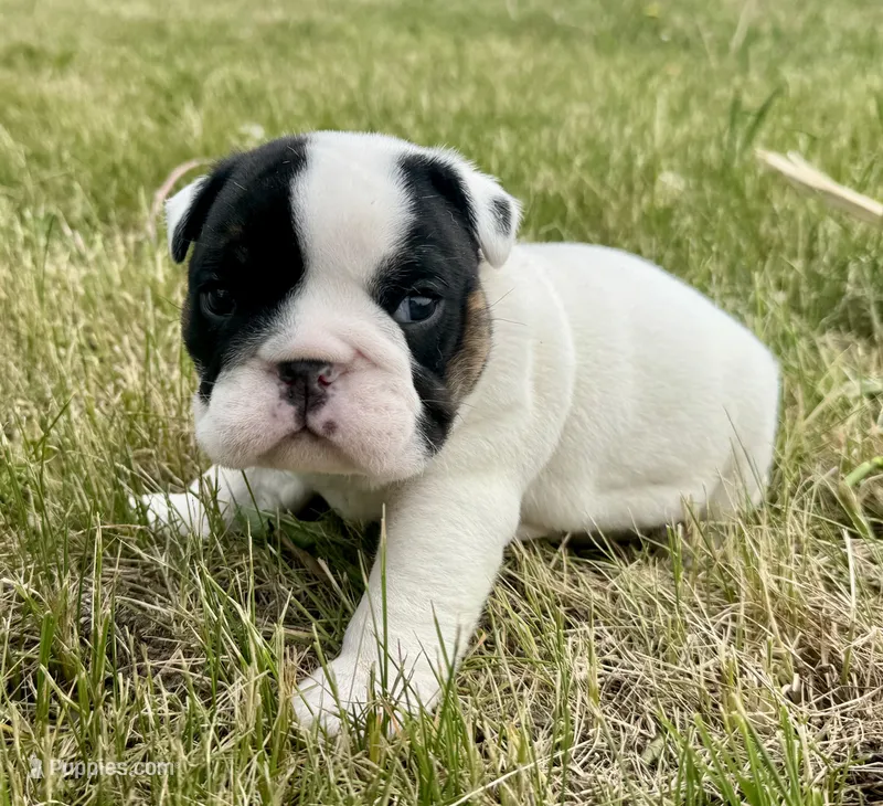 Olaf – English Bulldog puppy for sale in Hinton, IA