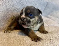 Armani, a female English Bulldog for sale in Hinton, IA – 3 of 10