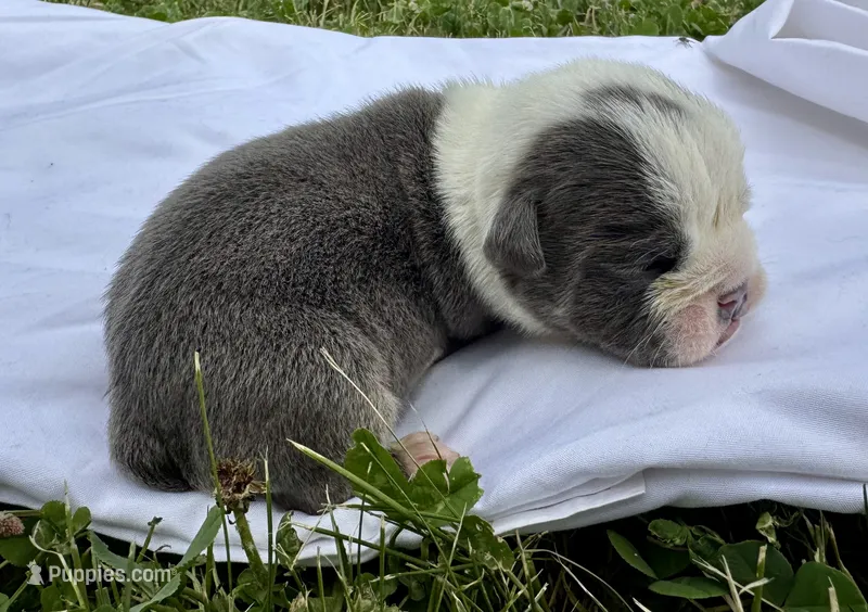 Pinky – English Bulldog puppy for sale in Hinton, IA