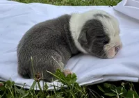 Pinky, a female English Bulldog for sale in Hinton, IA – 1 of 5