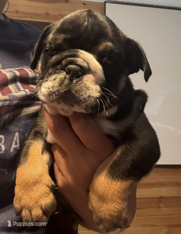 Donatello – English Bulldog puppy for sale in Hinton, IA