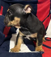Michelangelo, a male English Bulldog for sale in Hinton, IA – 6 of 10