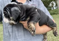 Shaggy, a male English Bulldog for sale in Hinton, IA – 3 of 8