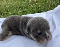 Leonardo, a male English Bulldog for sale in Hinton, IA – 3 of 5