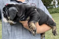 Shaggy, a male English Bulldog for sale in Hinton, IA – 4 of 8