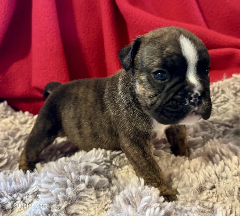 Clyde – English Bulldog puppy for sale in Hinton, IA