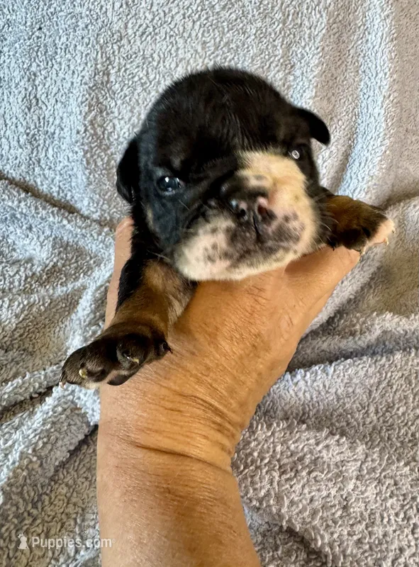 Donatello – English Bulldog puppy for sale in Hinton, IA