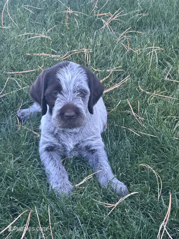 Girl 2 – Wirehaired Pointing Griffon puppy for sale in Elizabeth, CO