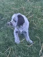 Girl 2, a male Wirehaired Pointing Griffon for sale in Elizabeth, CO – 2 of 2