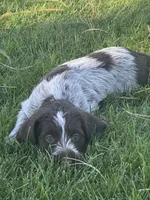 Boy 2, a male Wirehaired Pointing Griffon for sale in Elizabeth, CO – 2 of 2