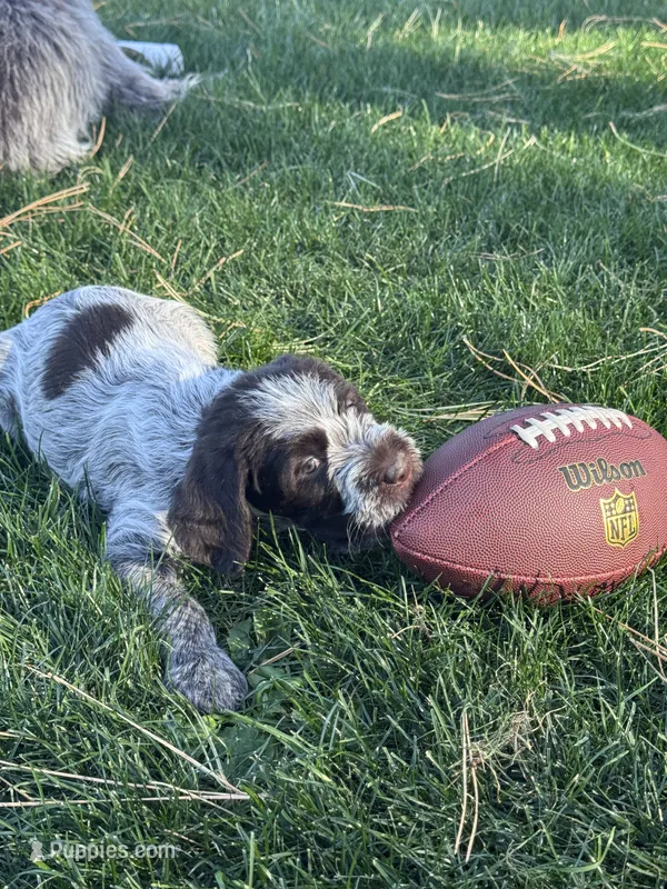 Boy 1  – Wirehaired Pointing Griffon puppy for sale in Elizabeth, CO