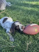 Boy 1 , a male Wirehaired Pointing Griffon for sale in Elizabeth, CO – 1 of 2