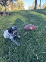 Girl 1, a male Wirehaired Pointing Griffon for sale in Elizabeth, CO – 1 of 2