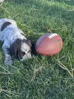 Boy 1 , a male Wirehaired Pointing Griffon for sale in Elizabeth, CO – 2 of 2