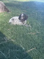 Girl 1, a male Wirehaired Pointing Griffon for sale in Elizabeth, CO – 2 of 2