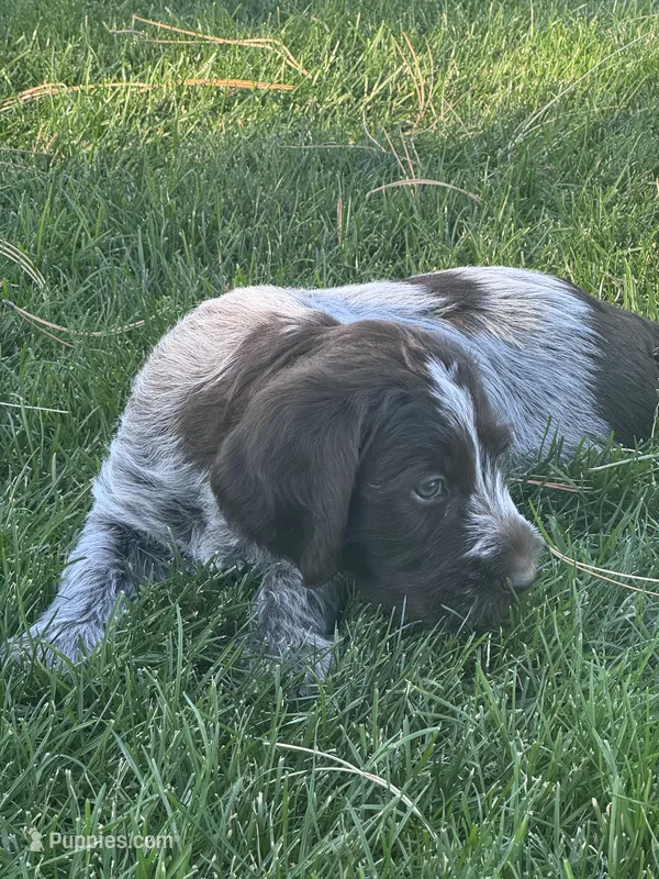 Boy 2 – Wirehaired Pointing Griffon puppy for sale in Elizabeth, CO