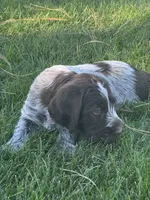 Boy 2, a male Wirehaired Pointing Griffon for sale in Elizabeth, CO – 1 of 2