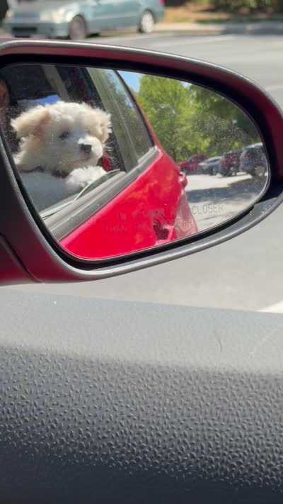 Snow , a male Cockapoo for sale in Winston-Salem, NC – 5 of 5